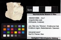 Foto (Objket + Etiketten) von Cengodromites ovale 